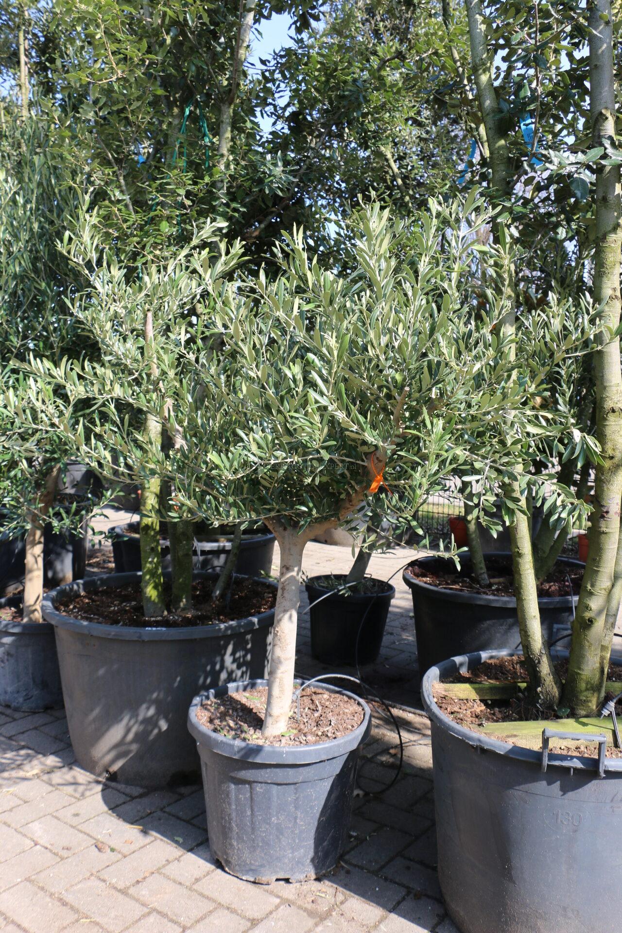 Olijfboom 15-20 laag Olijfboom