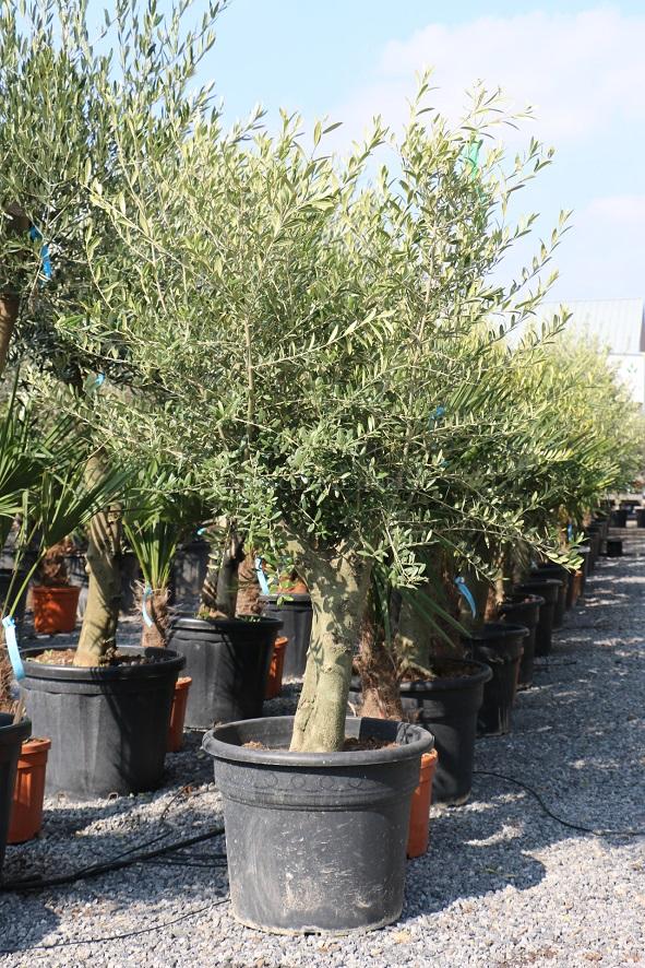 Olijfboom 30-40 laag Olijfboom