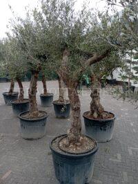 olijfboom grillige stam 40-50 cm