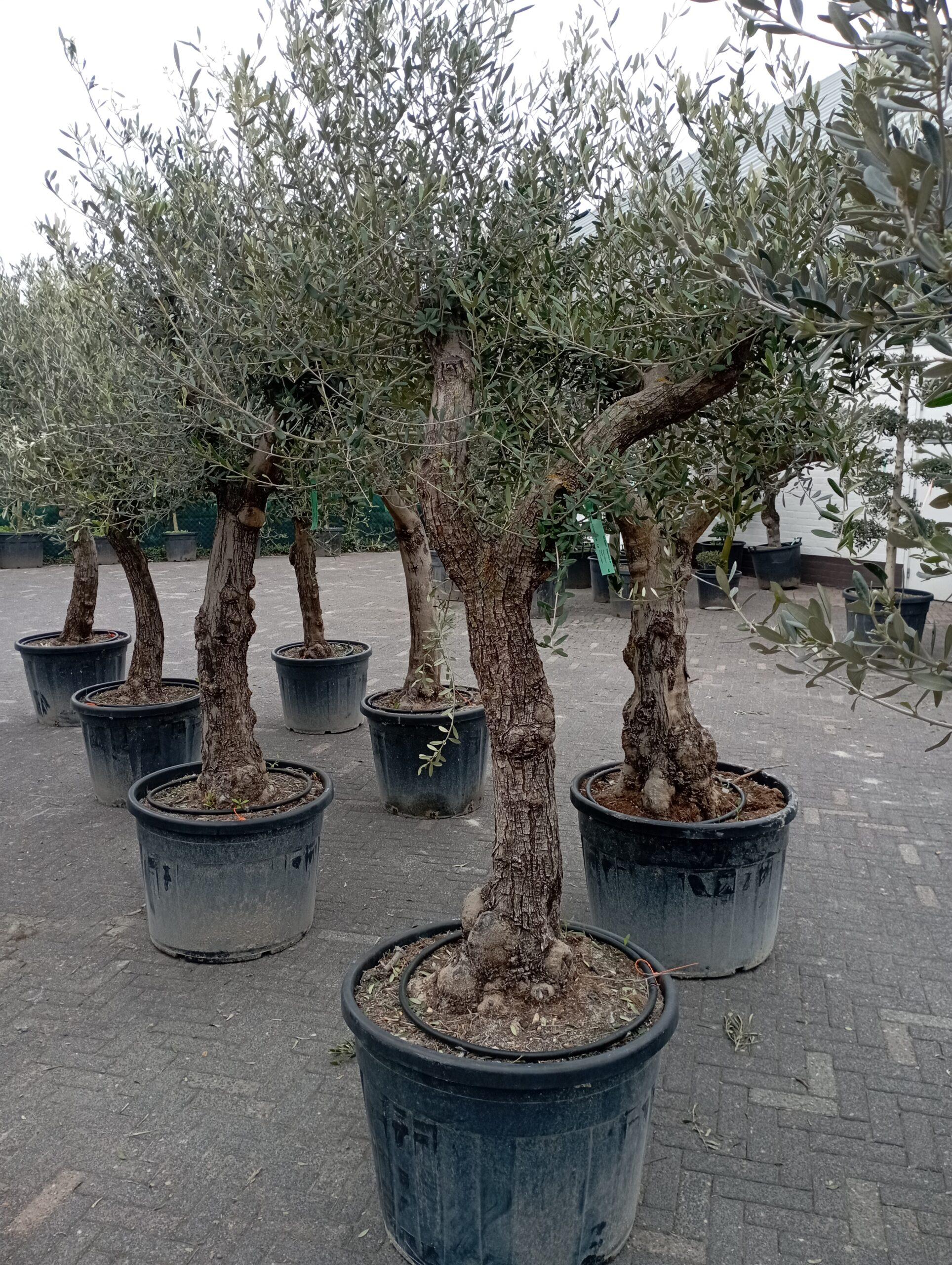Olijfboom grillige stam 40-50 cm olijfboom grillige stam 40-50 cm