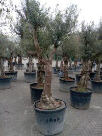 olijfboom grillige stam 50-60 cm