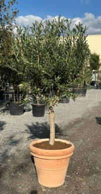 Olijfboom in Italiaanse terracotta pot