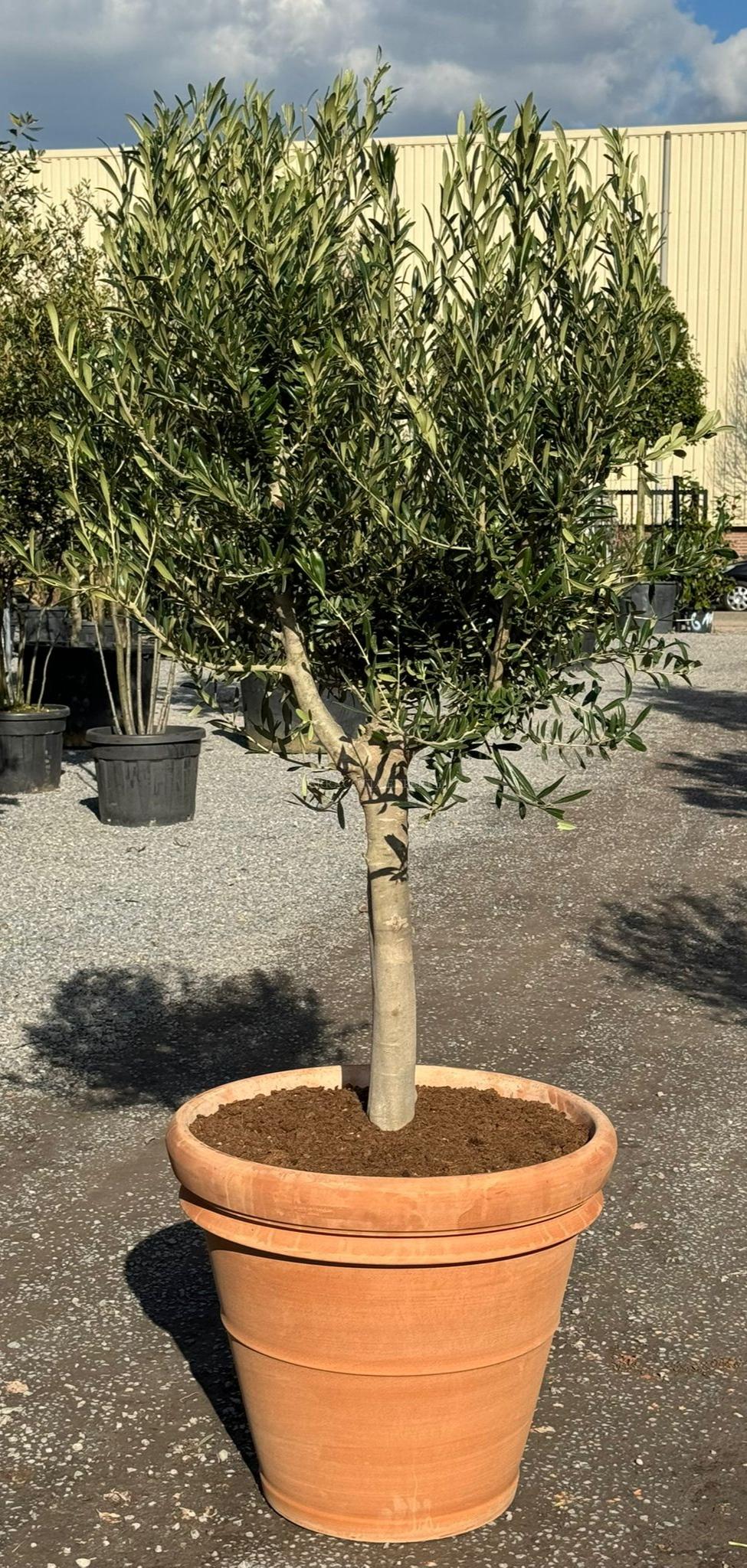 Olijfboom 20-30cm stamomtrek laag vertakt in Italiaanse terracotta pot (DxH) 67x60cm Olijfboom in Italiaanse terracotta pot